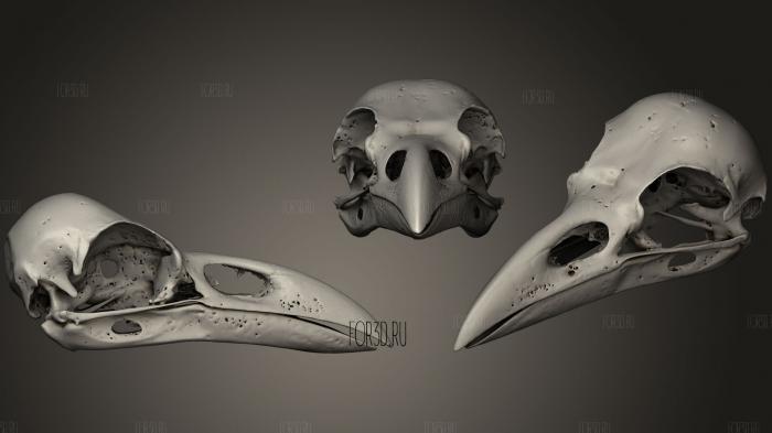 Animal Skulls 025 stl model for CNC
